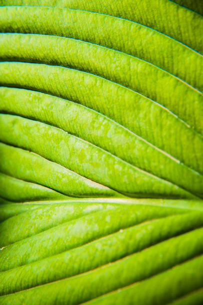 green leaf macro texture background. - Foto, Imagem
