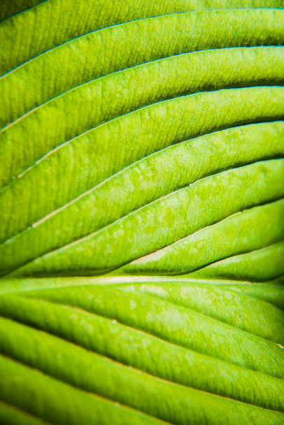 green leaf macro texture background. - Fotoğraf, Görsel