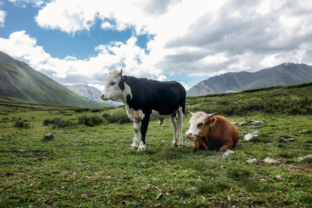 Vacas
 - Foto, Imagen