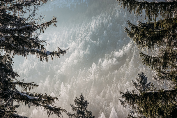 snowy forest - Photo, Image