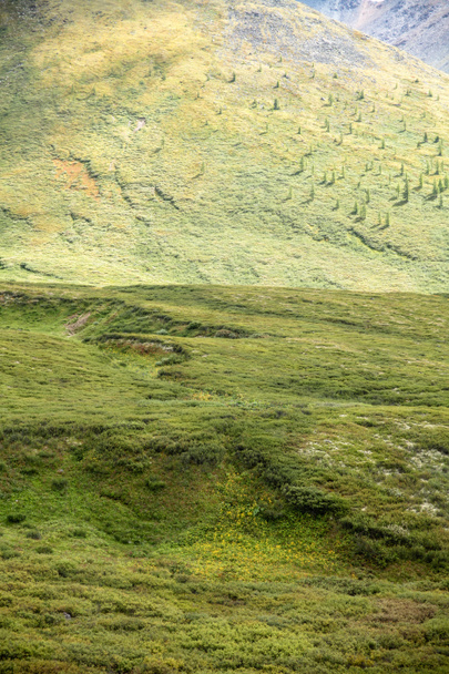 malebný pohled hory pokryté zelené trávy a rostlin, Altaj, Rusko - Fotografie, Obrázek