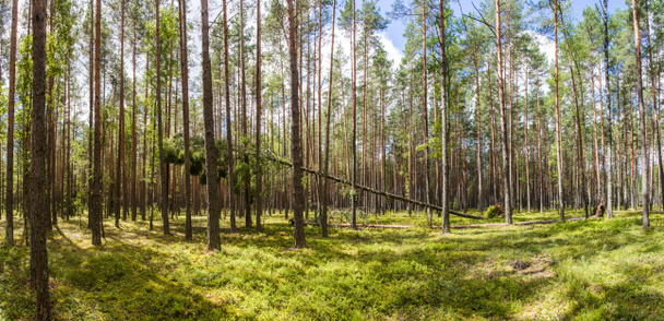 green trees and vegetation in beautiful forest, naliboki forest, belarus - Photo, Image