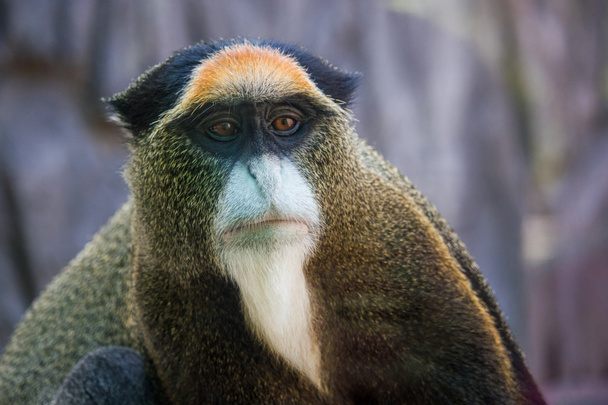 Maymun. - Fotoğraf, Görsel