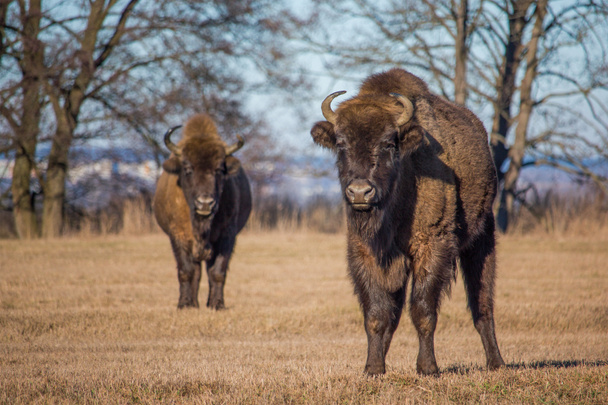 bisons - Photo, Image
