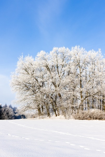 téli táj, Cseh Köztársaság - Fotó, kép
