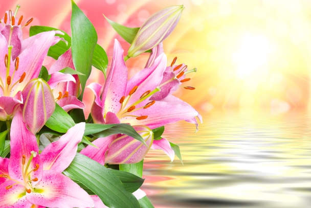 Close up van roze lelies - Foto, afbeelding