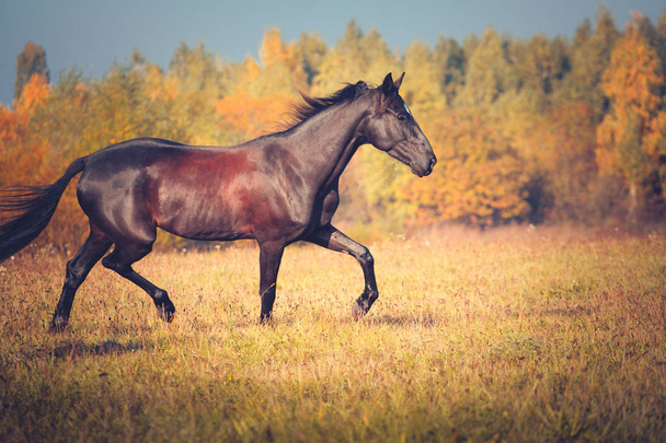Musta hevonen ravaus syksyllä luonnon taustalla
 - Valokuva, kuva