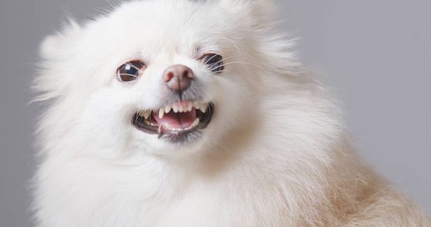 Pommeren hond blaffen close-up - Foto, afbeelding
