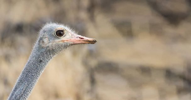 Portrait of a male South African ostrich - Foto, Imagen