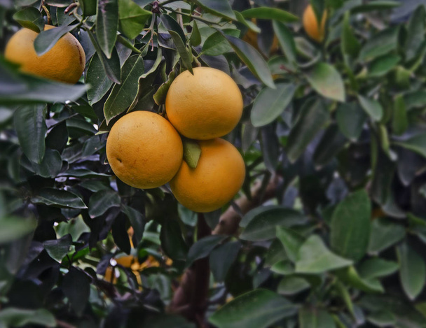 close up of ripe grapefruits - Photo, Image