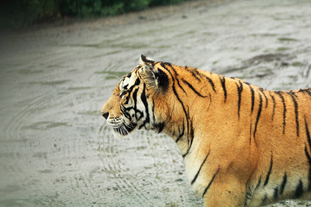 Tigre siberiano
  - Foto, Imagem