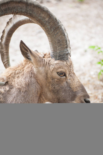 Фронтальный портрет козы
 - Фото, изображение