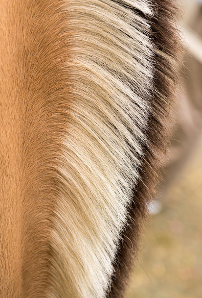 Marcas distintivas y crin del caballo de fiordo - Foto, imagen