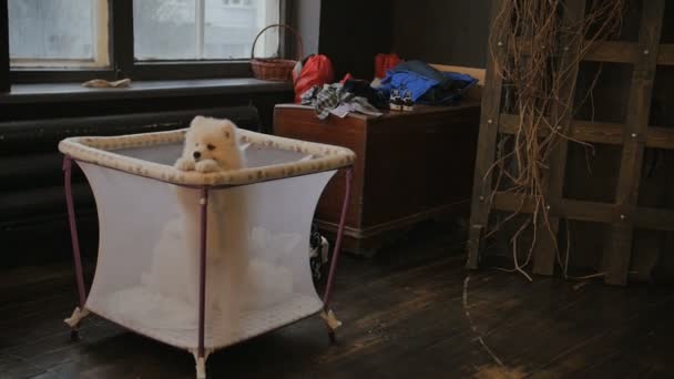 Słodkie szczeniak samojeda w klatce malucha netto. Chce wyjść i grać - Materiał filmowy, wideo