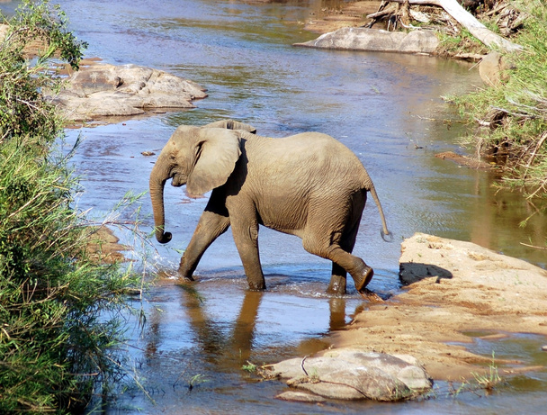 Африканский слон
 - Фото, изображение