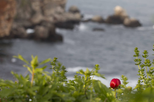 Hermosa vista del paisaje marino con Wild Paeoni Flower. Paeoniaceae
. - Foto, imagen