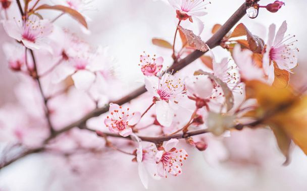 Spring flowering cherry, white flowers close-up - Photo, image