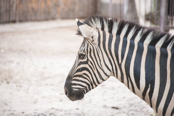 zebra at the green park in Zoo - Photo, Image