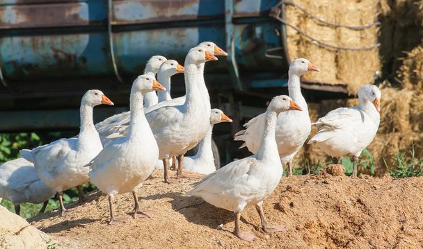 manada de gansos en la granja avícola
 - Foto, Imagen