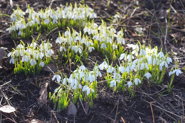 Lente sneeuwklokjes. Een heleboel mooie snowdrop bloemen in de natuur. Groep van Snowdrop bloemen bloeien in zonnige lente. - Foto, afbeelding