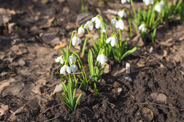 Snowdrops άνοιξη. Μια πολύ όμορφη λευκόιο λουλούδια στη φύση. Ομάδα λευκόιο λουλούδια ανθίζουν σε ηλιόλουστη ημέρα άνοιξη. - Φωτογραφία, εικόνα