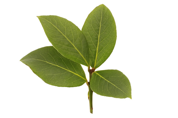 Fresh bay leaf - Photo, Image