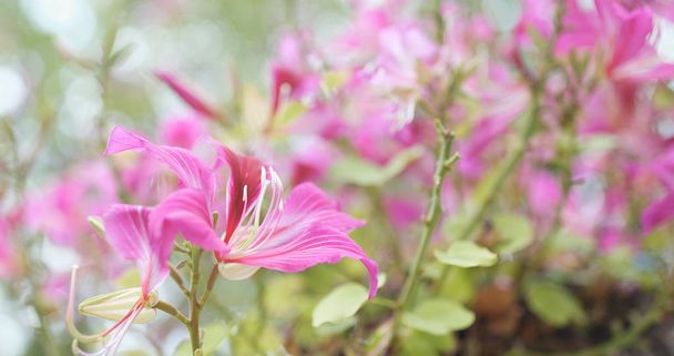 Bauhinia çiçek ağaç üzerinde kapat  - Fotoğraf, Görsel