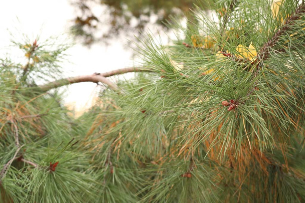 Pine leaves in spring korea - Photo, Image