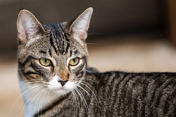 Retrato de gato de tabby de cerca
 - Foto, imagen
