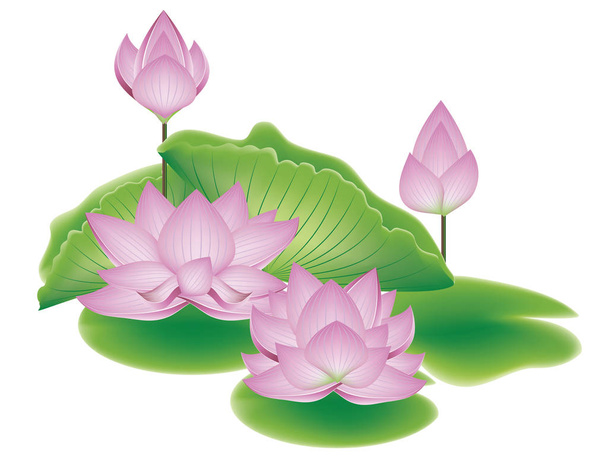 Lotus Flower with Leaves - Vector, Image