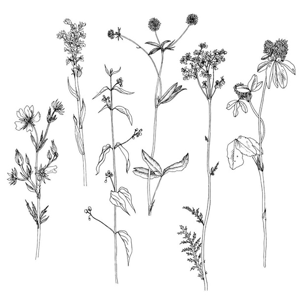 Set of ink drawing herbs and flowers - Vektor, kép