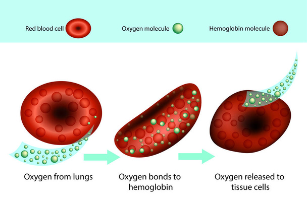 La hemoglobina es una proteína en los glóbulos rojos
  - Vector, imagen