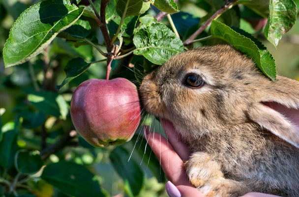 Rabbit with fruit apple - Foto, Bild