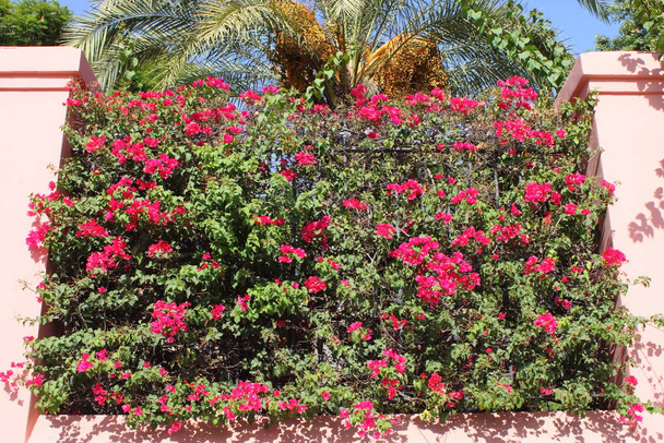 Closeup of pink Bougainvillea flowers - Photo, image