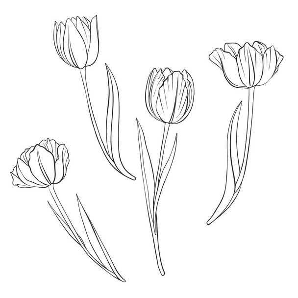 vector drawing flowers - Vettoriali, immagini