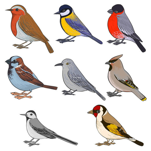 vector set of birds - Вектор,изображение