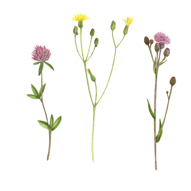 Set of watercolor drawing flowers - Фото, изображение