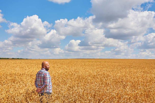 Fermier marchant dans un champ de blé
 - Photo, image