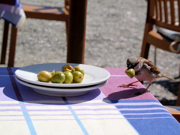 Common sparrow stealing an olive - Photo, Image