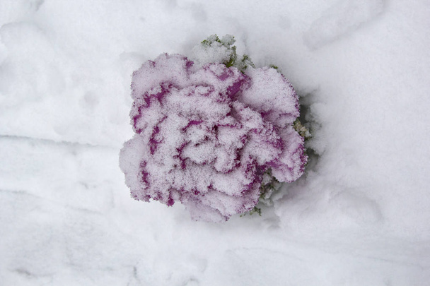 Color lila rosa Brassica Oleracea Col ornamental en invierno, bajo la nieve, vista superior
 - Foto, Imagen