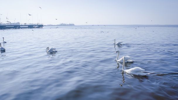 labuť na jezeře - Fotografie, Obrázek