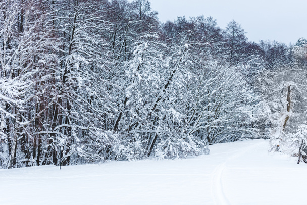 vista panoramica sulla foresta invernale e sugli alberi ricoperti di neve
 - Foto, immagini