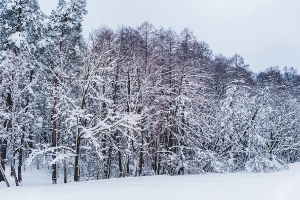 scenic view of snow covered trees in winter park - Photo, Image