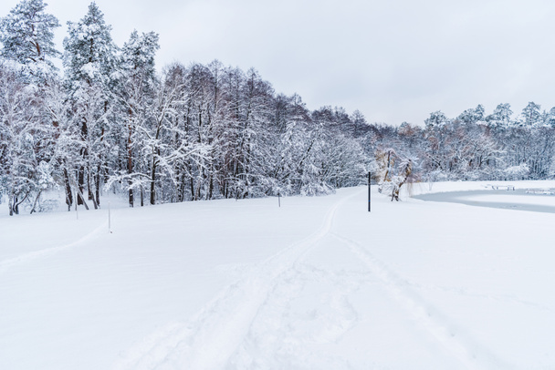 beautiful landscape of snow covered trees in winter park - Fotoğraf, Görsel