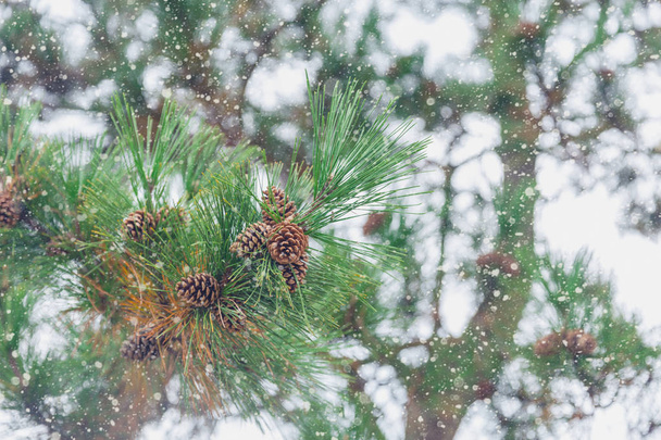 Japanese Pine wood with Snow Winter Season. - Photo, Image