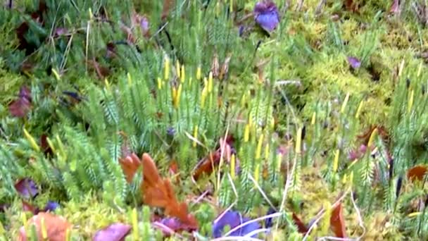 Huperzia, fir moss, medicinale planten in een bos in Duitsland  - Video