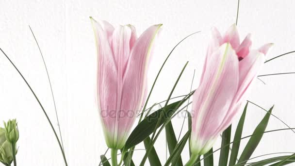 Kukkakimppu liljat. Kimppu vaaleanpunainen lilja kukkia eristetty valkoisella taustalla
 - Materiaali, video