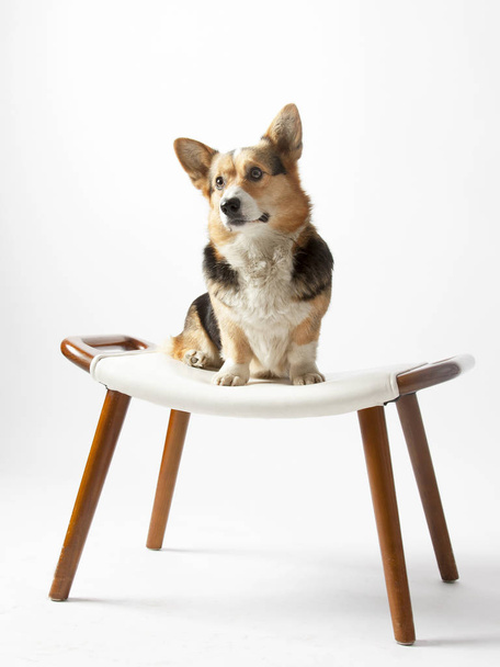 Dog Welsh Corgi Pembroke ciedit on stool - 写真・画像