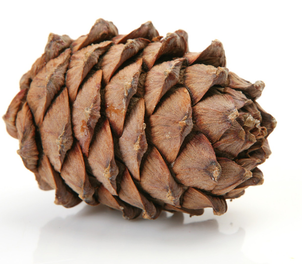 Pine nut - 写真・画像