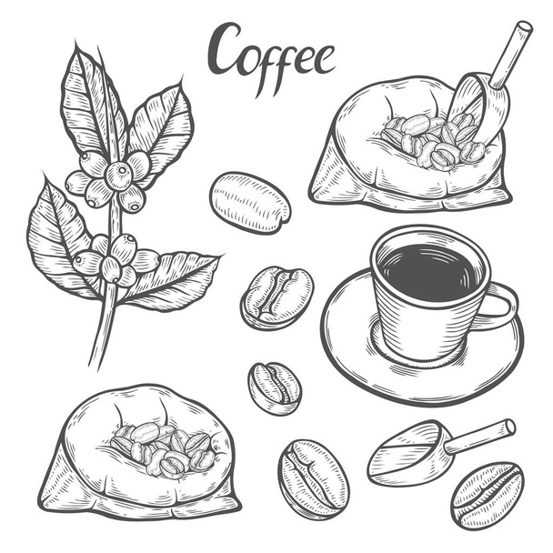 Coffee plant branch - Vector, Image